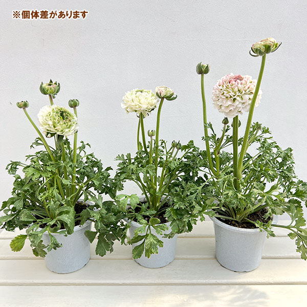 ラナンキュラス：ポンポン　キャスパー5号鉢植え