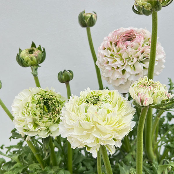 ラナンキュラス：ポンポン　キャスパー5号鉢植え