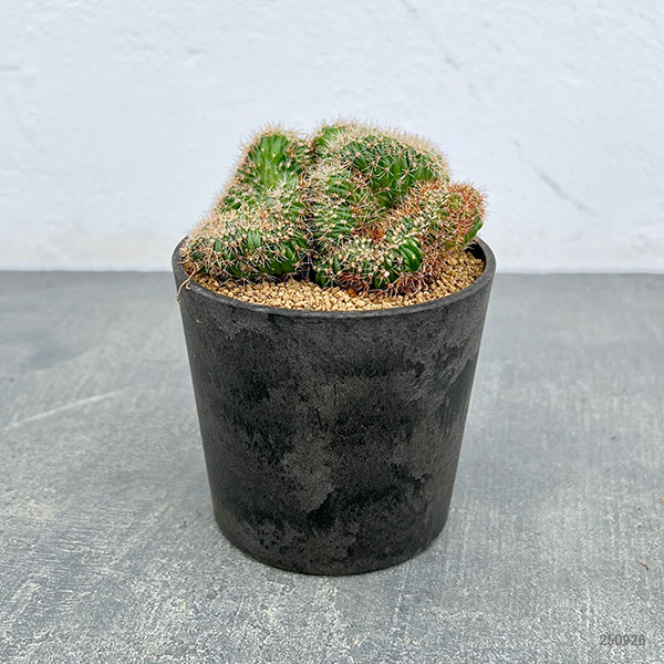 サボテン:エキノプシス 扇峰 3号ポット