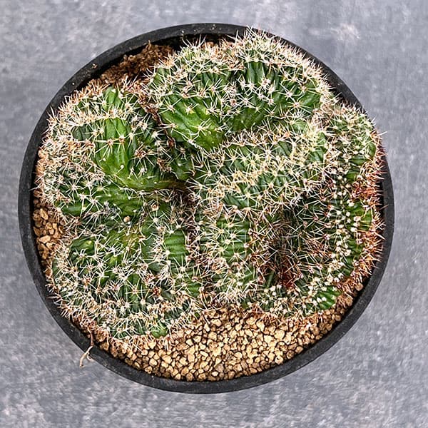 サボテン:エキノプシス 扇峰 3号ポット