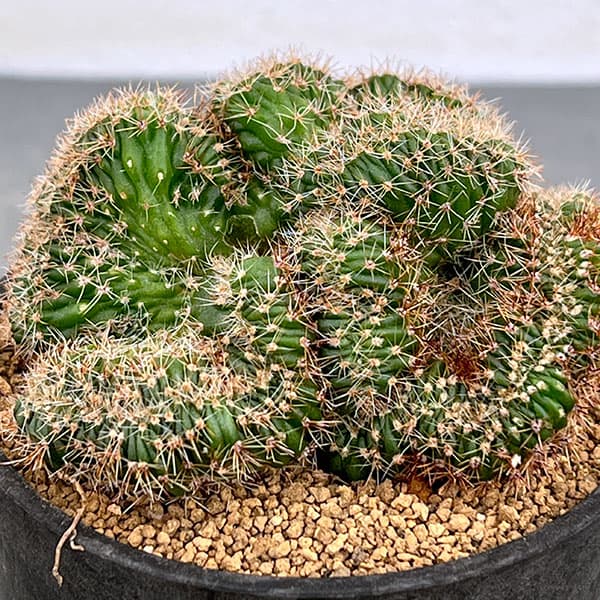 サボテン:エキノプシス 扇峰 3号ポット