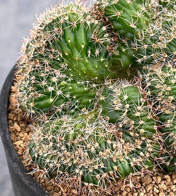 サボテン:エキノプシス 扇峰 3号ポット