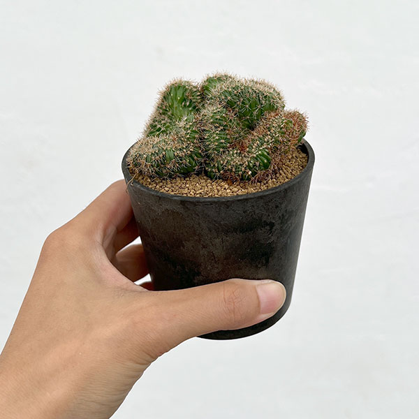 サボテン:エキノプシス 扇峰 3号ポット