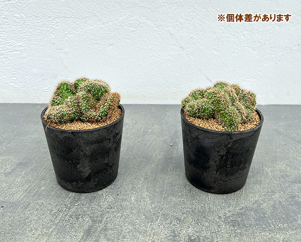 サボテン:エキノプシス 扇峰 3号ポット