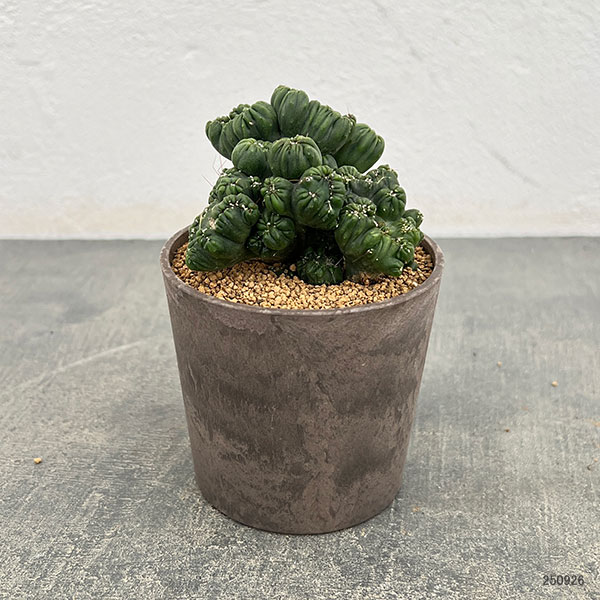 サボテン:セレウス 黒獅子 3号ポット