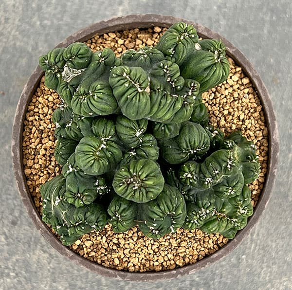 サボテン:セレウス 黒獅子 3号ポット