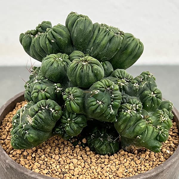 サボテン:セレウス 黒獅子 3号ポット