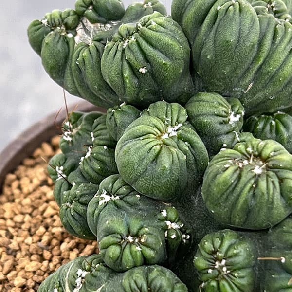 サボテン:セレウス 黒獅子 3号ポット