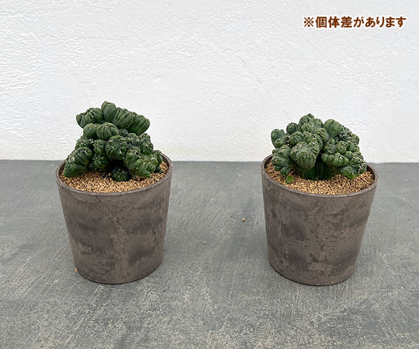 サボテン:セレウス 黒獅子 3号ポット