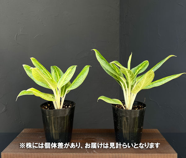 アグラオネマ：ハニーレモン　3.5号ポット
