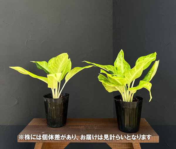 アグラオネマ：サンドロップ　3.5号ポット