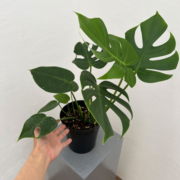 モンステラ:デリシオサ コンパクタ 5号鉢植え*