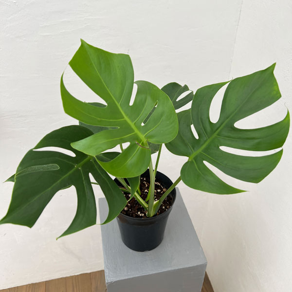 モンステラ:デリシオサ コンパクタ 5号鉢植え*