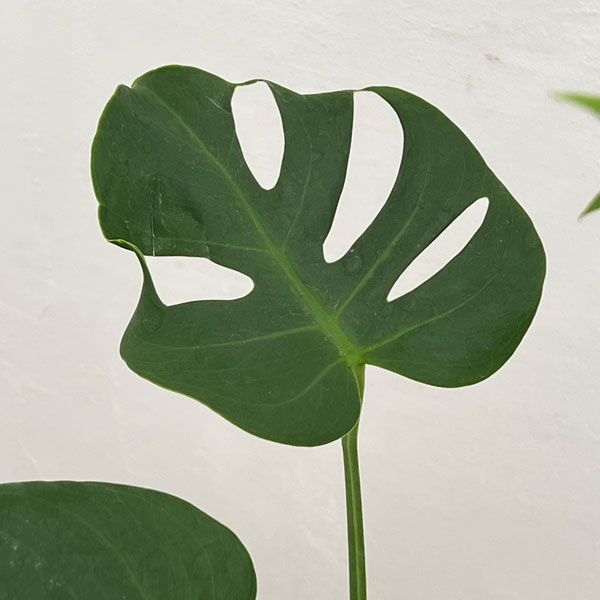 モンステラ:デリシオサ コンパクタ 5号鉢植え*