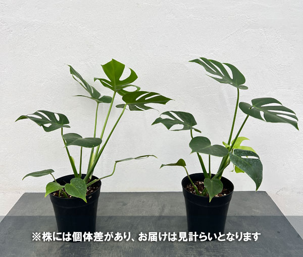 モンステラ:デリシオサ コンパクタ 5号鉢植え*