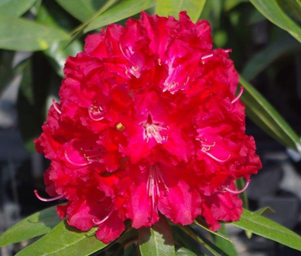 西洋シャクナゲ：バーニングラブ3.5号ポット