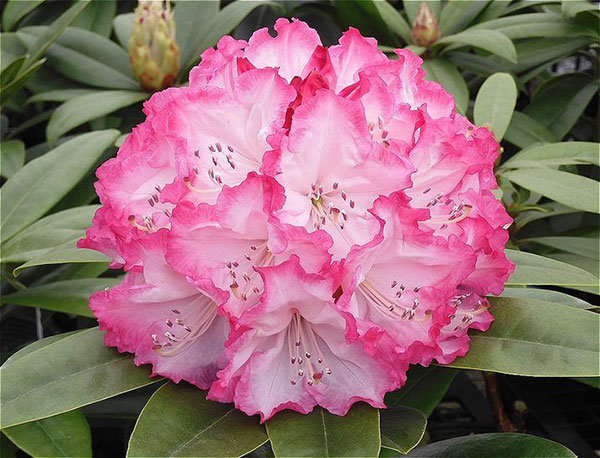 西洋シャクナゲ：ドレスアップ3.5号ポット