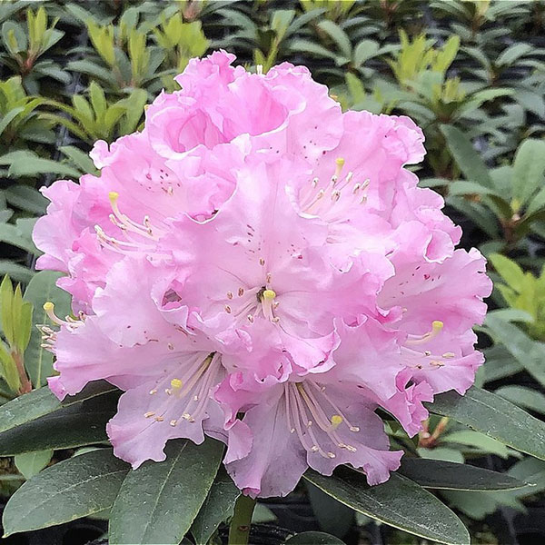 西洋シャクナゲ：パトリシア3.5号ポット