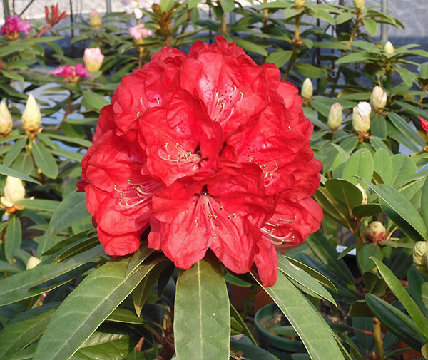 西洋シャクナゲ: ファイアードラゴン3.5号ポット