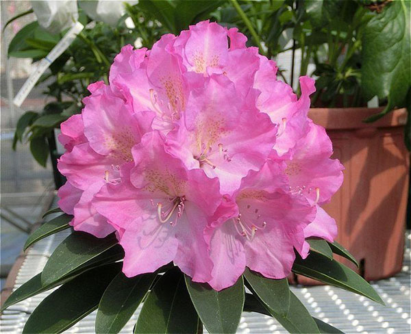 西洋シャクナゲ：ラブミー3.5号ポット