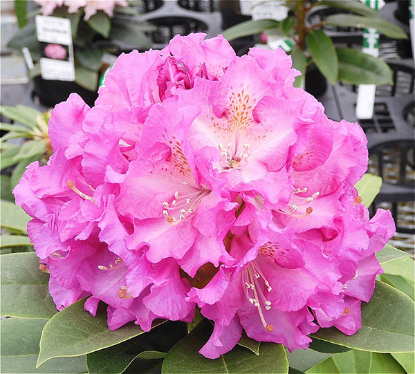 西洋シャクナゲ：レディーローズ3.5号ポット