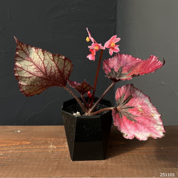 ベゴニア(レックス):ルビースリッパーズ 3.5号ポット