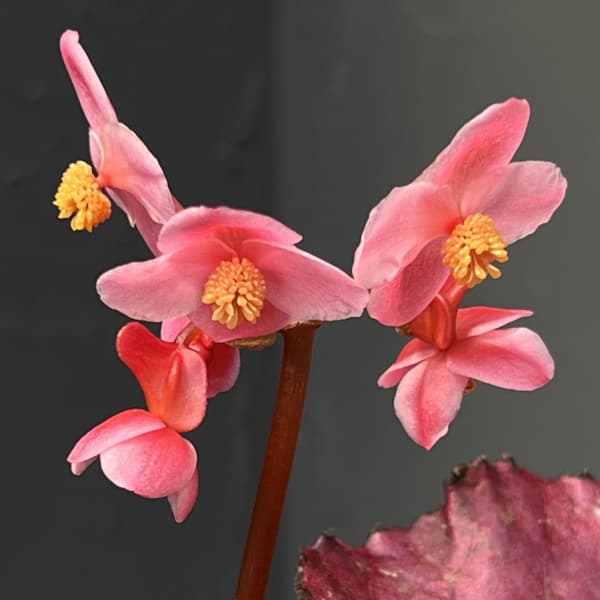 ベゴニア(レックス):ルビースリッパーズ 3.5号ポット