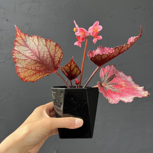 ベゴニア(レックス):ルビースリッパーズ 3.5号ポット