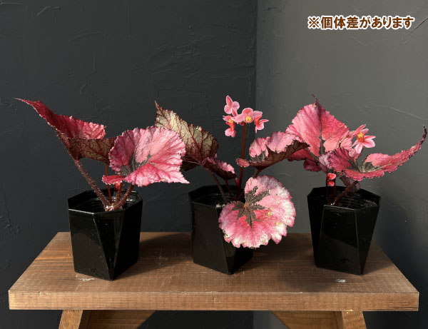 ベゴニア(レックス):ルビースリッパーズ 3.5号ポット