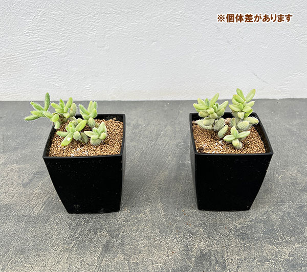 メセン:雷童錦(ライドウニシキ) 3号