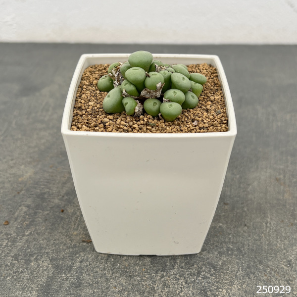コノフィツム：ウィルヘルミー3号鉢植え