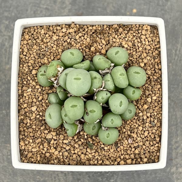 コノフィツム：ウィルヘルミー3号鉢植え