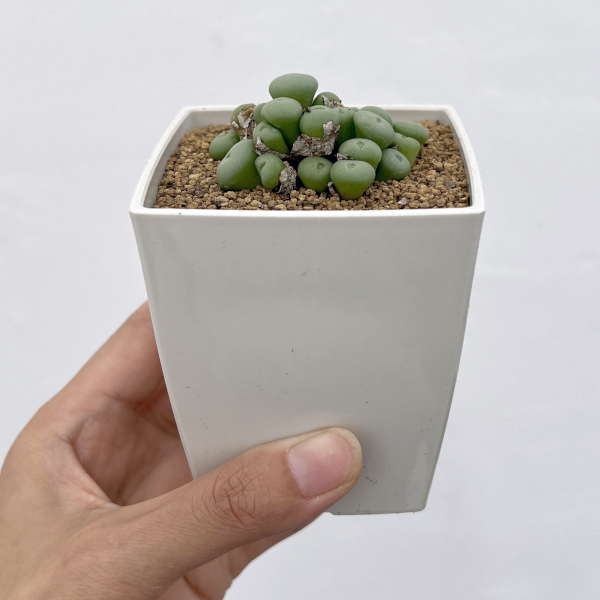 コノフィツム：ウィルヘルミー3号鉢植え