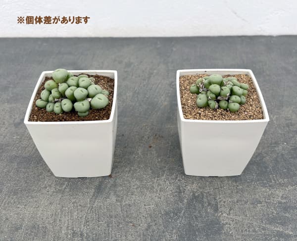 コノフィツム：ウィルヘルミー3号鉢植え