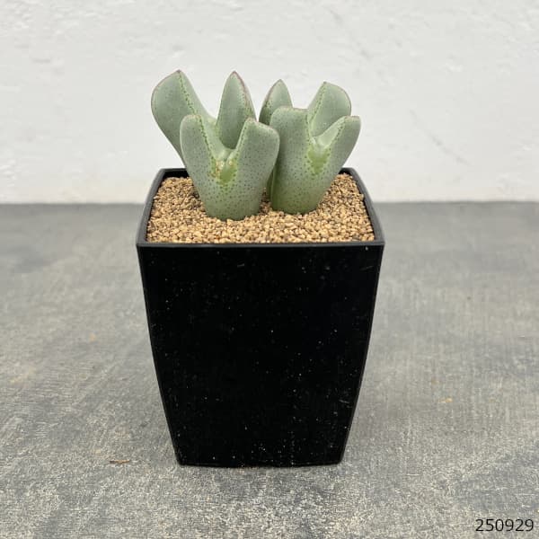 コノフィツム：Y57　3号鉢植え