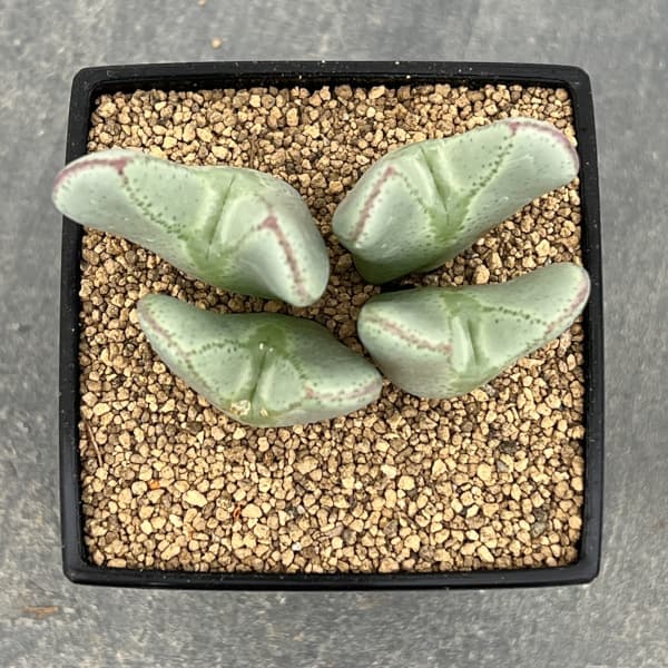 コノフィツム：Y57　3号鉢植え