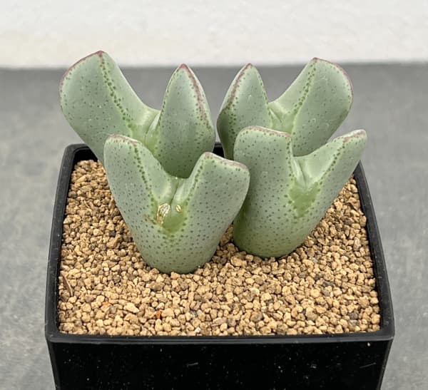 コノフィツム：Y57　3号鉢植え