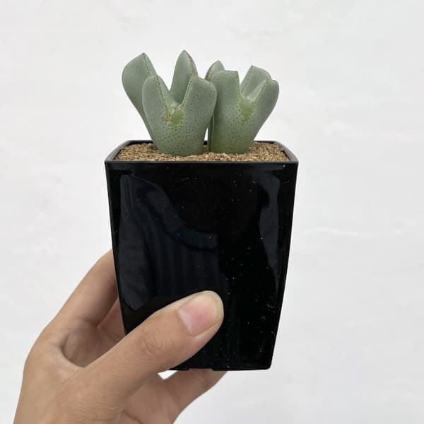 コノフィツム：Y57　3号鉢植え