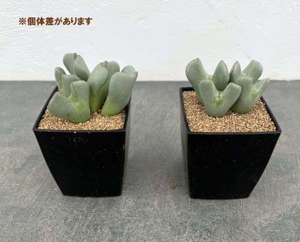 コノフィツム：Y57　3号鉢植え