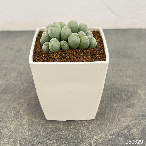 コノフィツム:ルイザエ 3号鉢植え