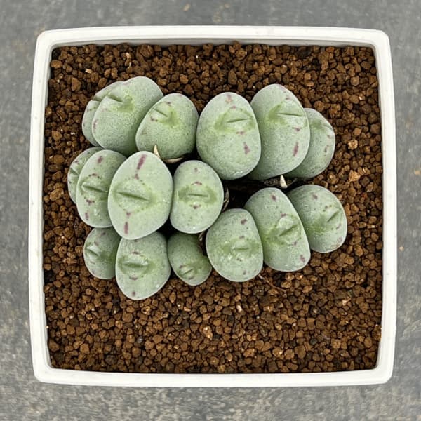 コノフィツム:ルイザエ 3号鉢植え