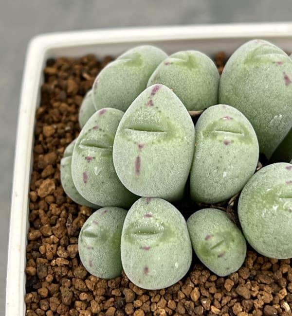 コノフィツム:ルイザエ 3号鉢植え