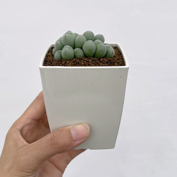 コノフィツム:ルイザエ 3号鉢植え