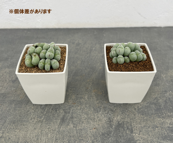 コノフィツム:ルイザエ 3号鉢植え