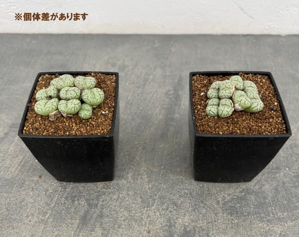 コノフィツム：安寿姫　3号鉢植え