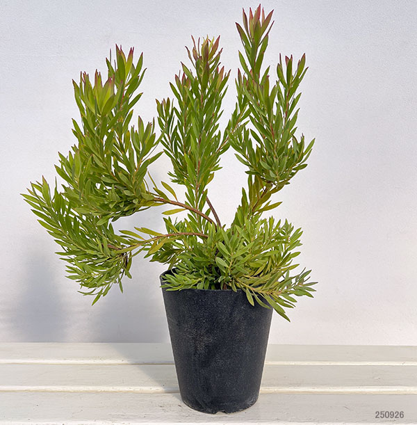 リューカデンドロン:ゾーイ 5号鉢植え