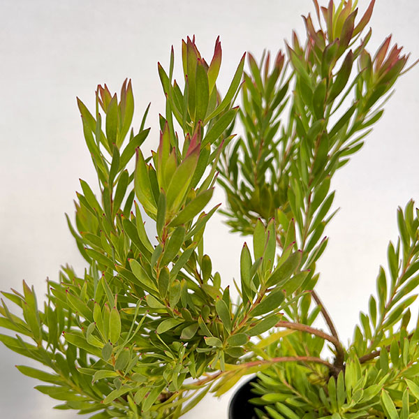 リューカデンドロン:ゾーイ 5号鉢植え