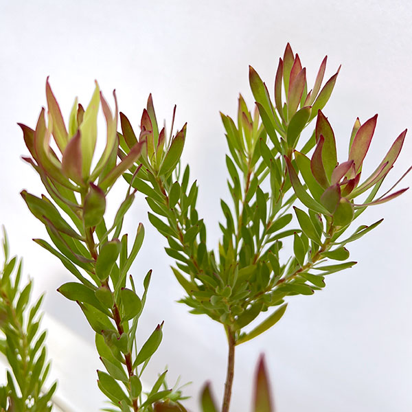 リューカデンドロン:ゾーイ 5号鉢植え