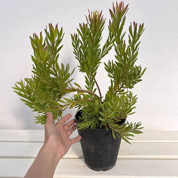 リューカデンドロン:ゾーイ 5号鉢植え