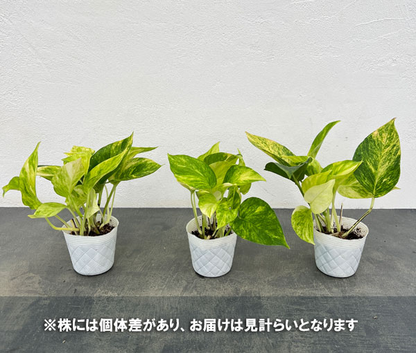ポトス：テルノクリスタルグリーン　3号ポット